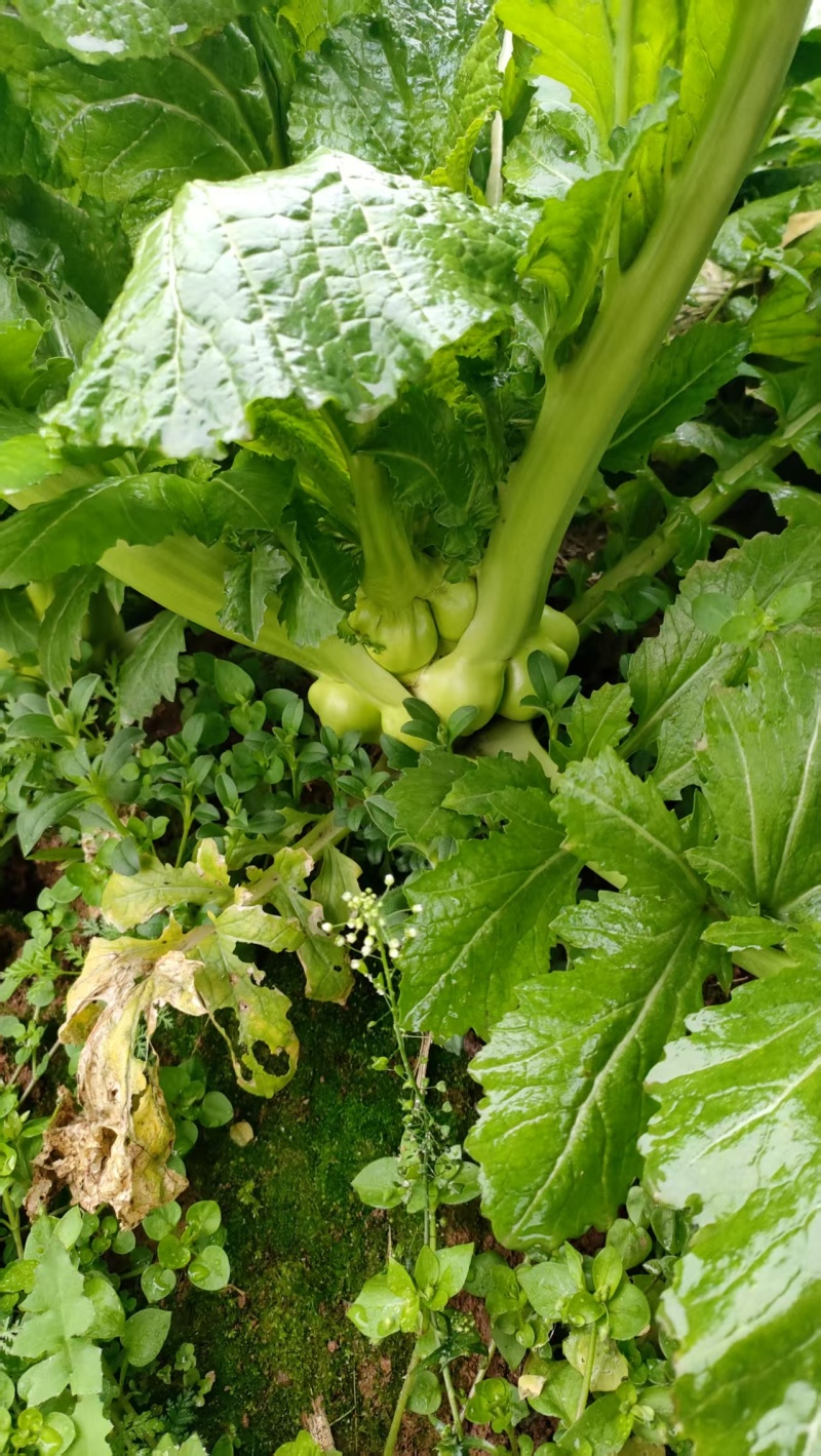 新鲜好榨菜