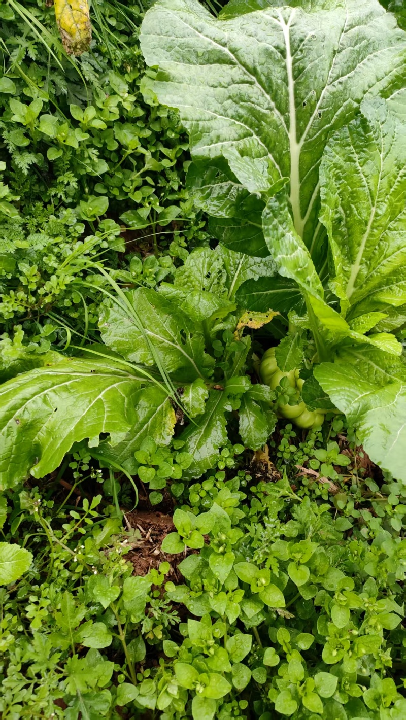 新鲜好榨菜