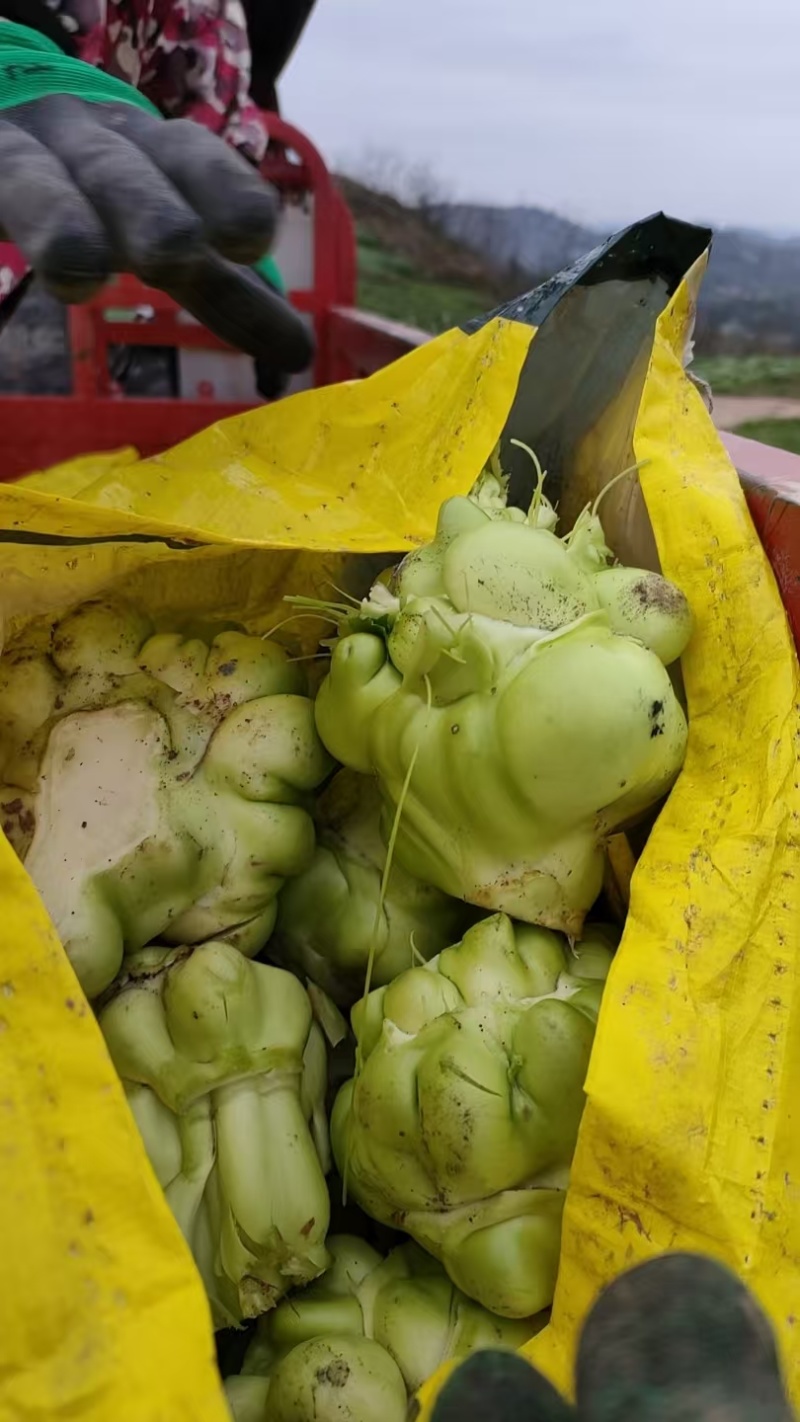新鲜好榨菜