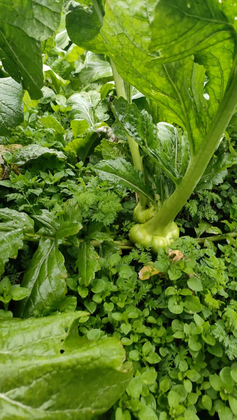 新鲜好榨菜