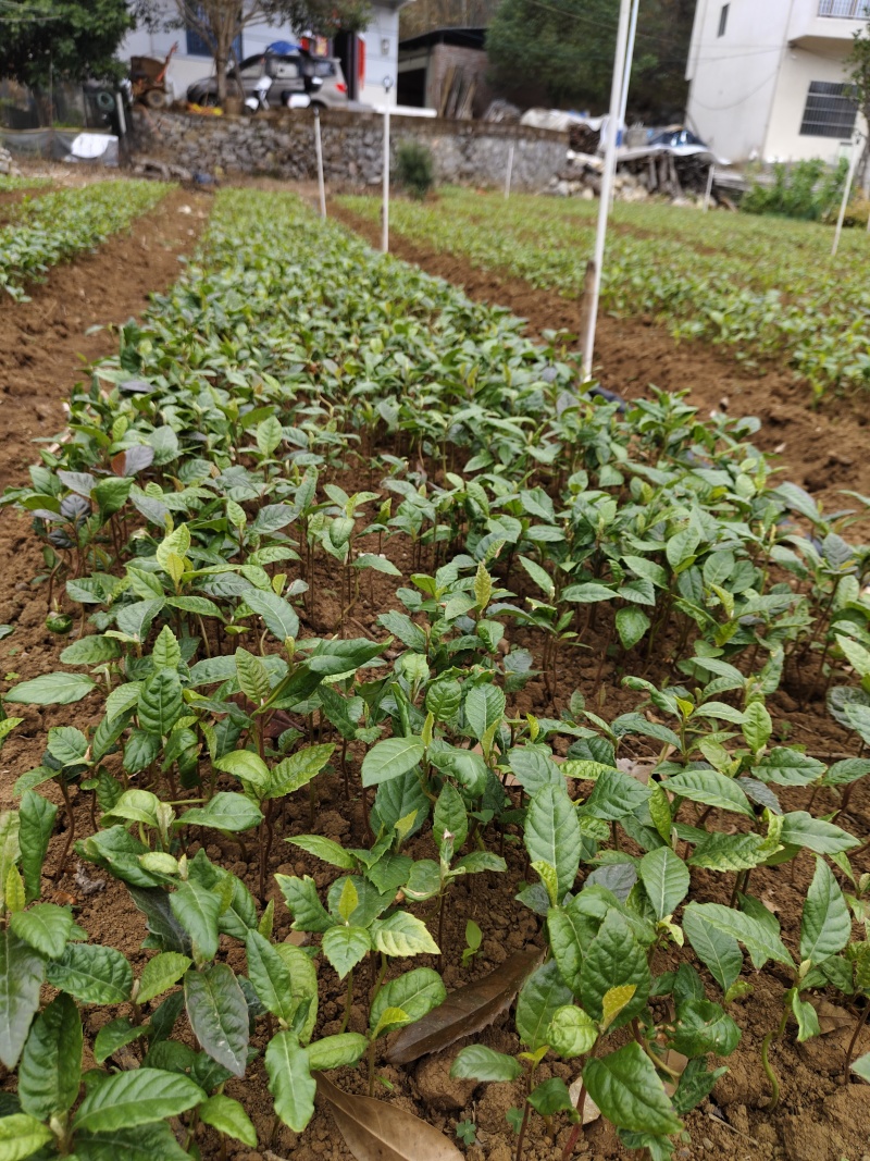 枇杷苗，批杷实生苗，自家种植全程技术指导。一手货源