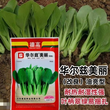 德高华尔兹美丽青梗菜种子优质丰产耐高温油亮青菜籽耐热蔬菜