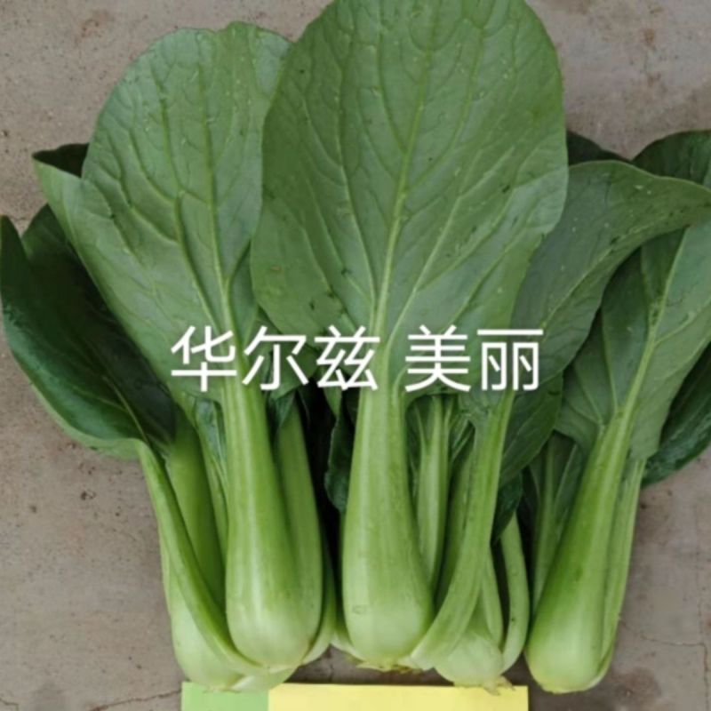 德高华尔兹美丽青梗菜种子优质丰产耐高温油亮青菜籽耐热蔬菜