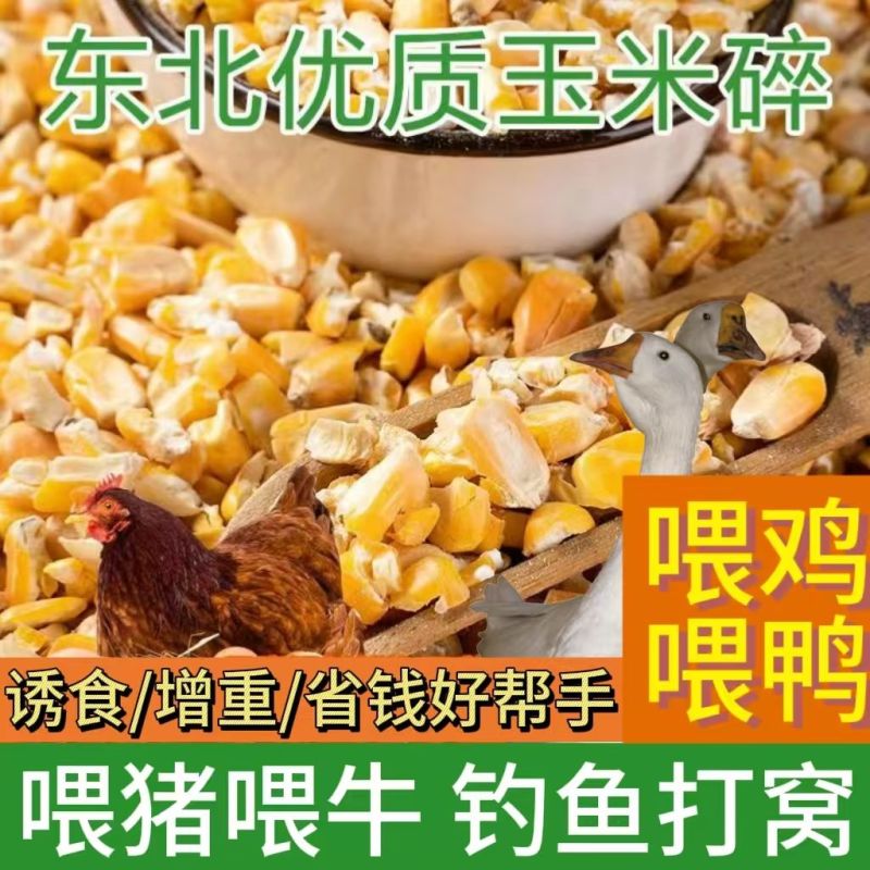 碎玉米净粮适用于牛羊鸡鸭鹅等