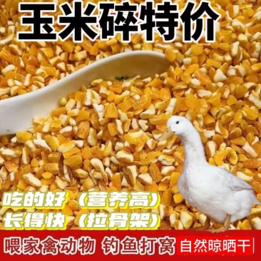 碎玉米净粮适用于牛羊鸡鸭鹅等