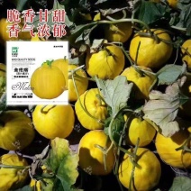 黄金蜜丑八怪甜瓜种子早熟特大疙瘩香瓜种籽八里香甜瓜种子薄