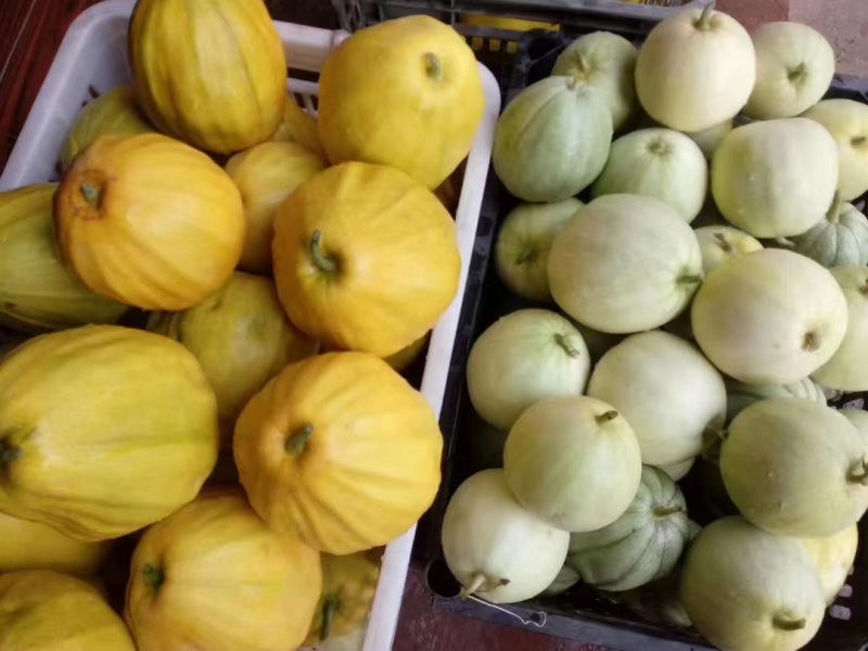 黄金蜜丑八怪甜瓜种子早熟特大疙瘩香瓜种籽八里香甜瓜种子薄