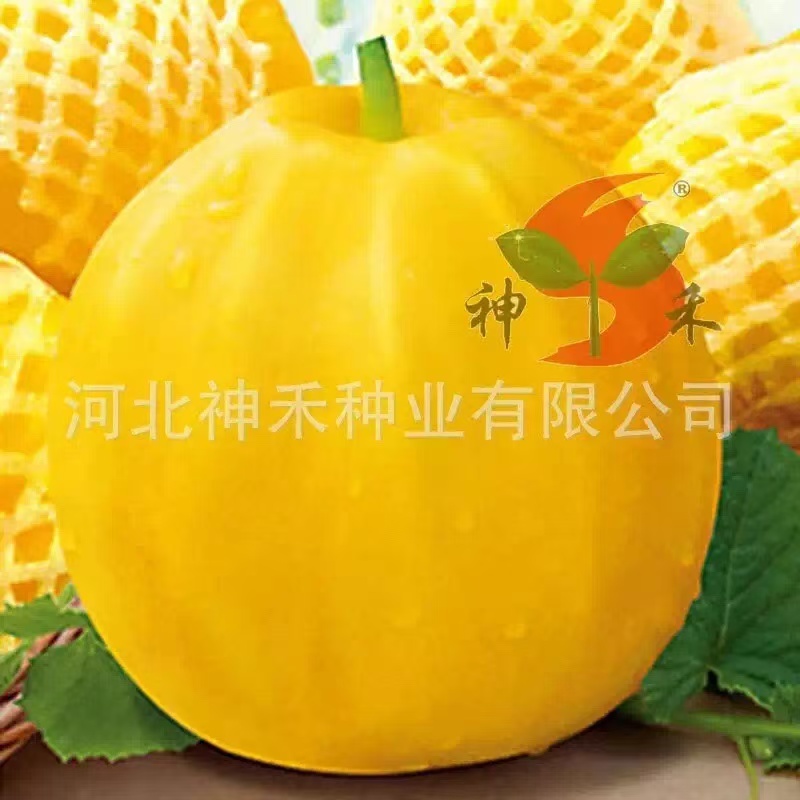 黄金蜜丑八怪甜瓜种子早熟特大疙瘩香瓜种籽八里香甜瓜种子薄