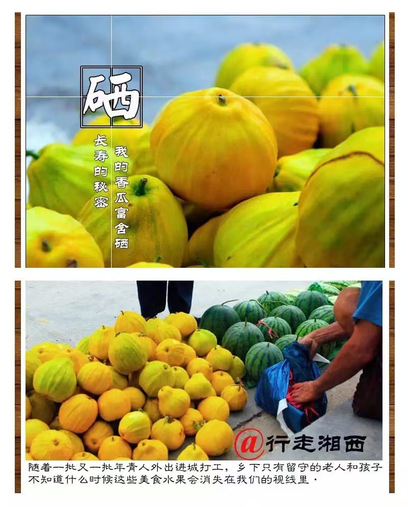 黄金蜜丑八怪甜瓜种子早熟特大疙瘩香瓜种籽八里香甜瓜种子薄