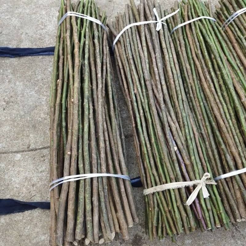 无刺蔷薇杆定值杆嫁接月季玫瑰砧木各种规格都有欢迎洽谈联系