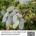龙盛迷你小冬瓜种籽肉质翠绿口感清香高产抗病粉皮小冬瓜种子