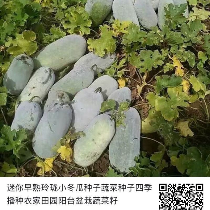 龙盛迷你小冬瓜种籽肉质翠绿口感清香高产抗病粉皮小冬瓜种子