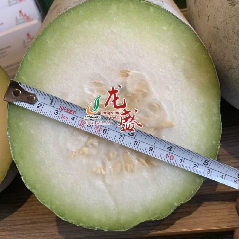 龙盛迷你小冬瓜种籽肉质翠绿口感清香高产抗病粉皮小冬瓜种子