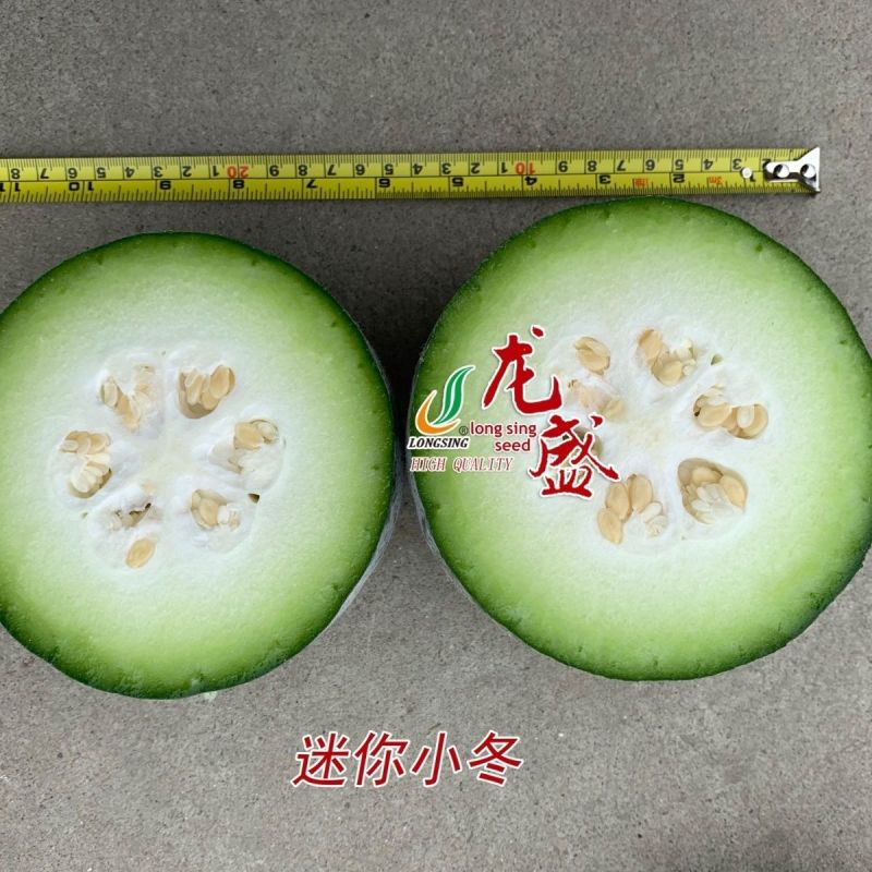 龙盛迷你小冬瓜种籽肉质翠绿口感清香高产抗病粉皮小冬瓜种子