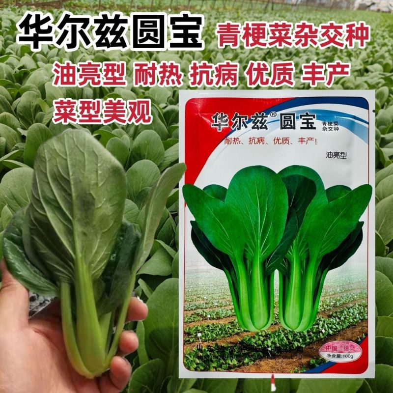 德高华尔兹圆宝青梗菜种子四季播种耐热油亮型青菜种籽华尔兹
