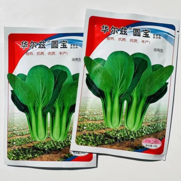 德高华尔兹圆宝青梗菜种子四季播种耐热油亮型青菜种籽华尔兹