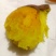 榴莲蜜薯甜蜜丝滑西路库玛莎莉红瑶美秀一件代发团购落地配