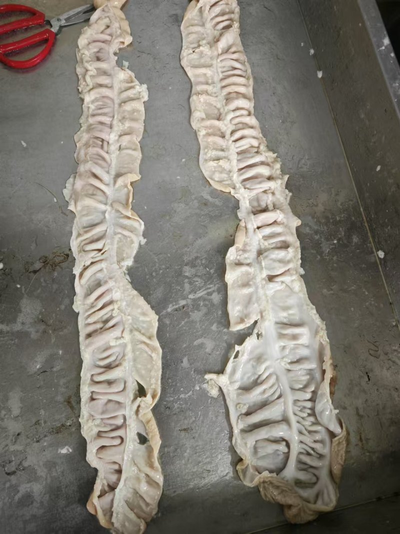 95精品预煮大肠，干水鲜大肠