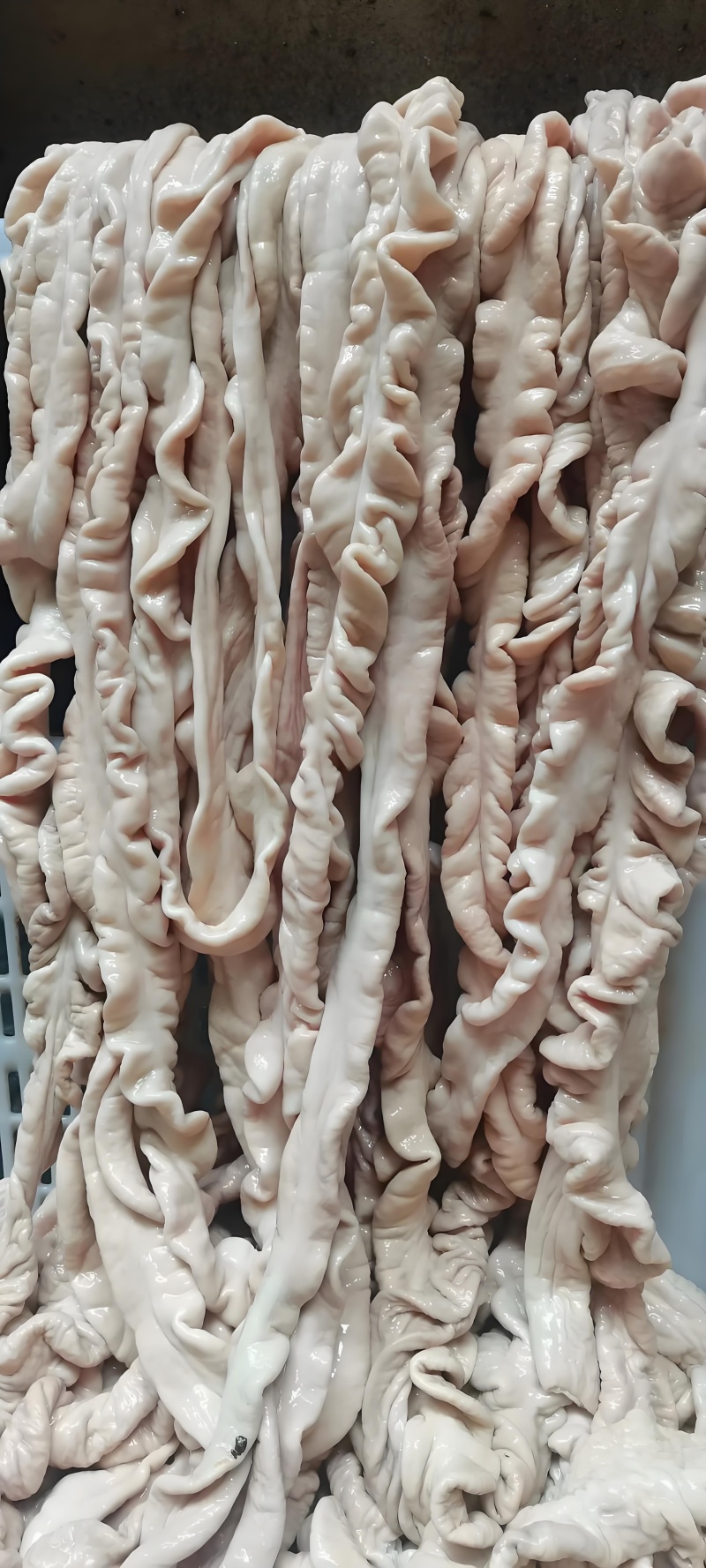 95精品预煮大肠，干水鲜大肠