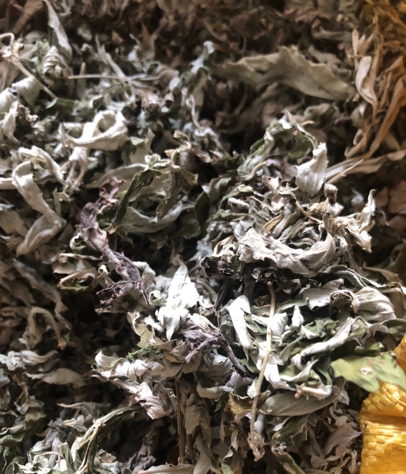伏牛山大叶艾，可根据需求做规格，采的种子，根苗也有。