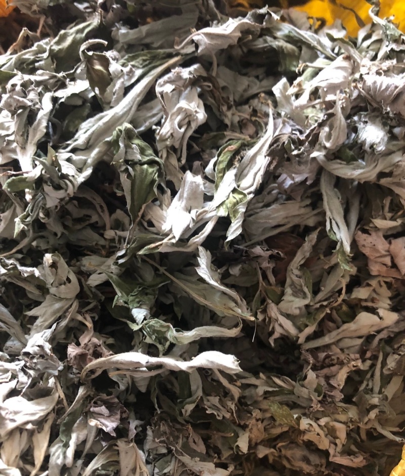 伏牛山大叶艾，可根据需求做规格，采的种子，根苗也有。