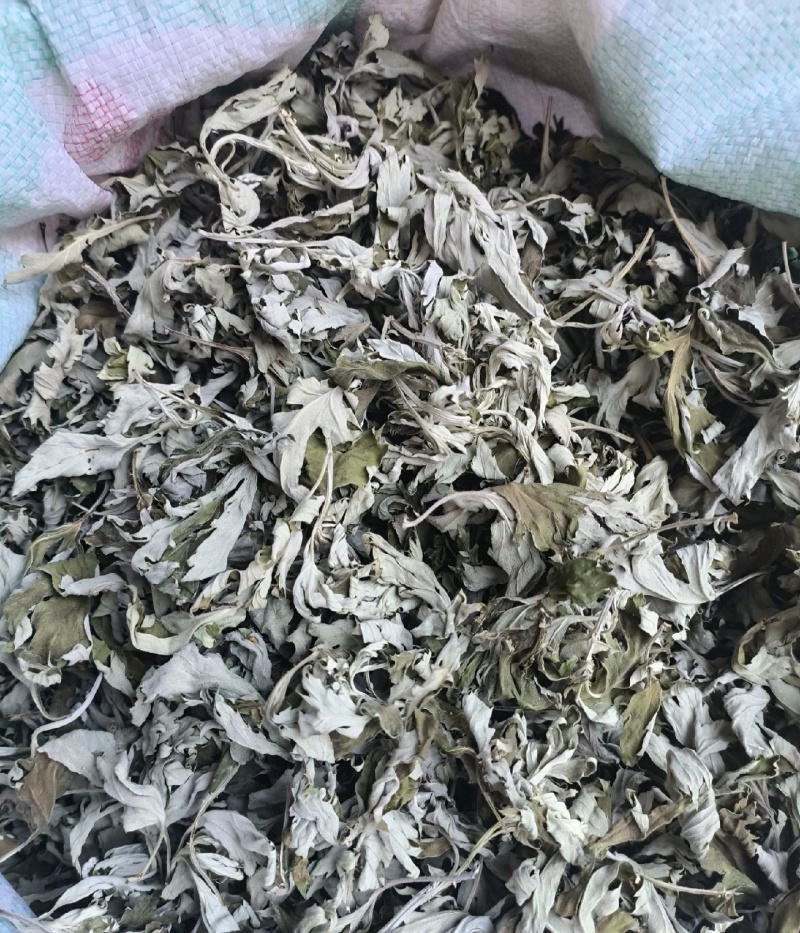 伏牛山大叶艾，可根据需求做规格，采的种子，根苗也有。