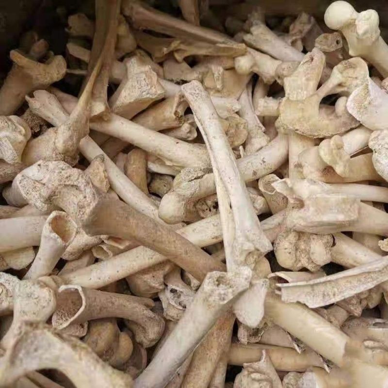 中药材生狗骨头狗骨头狗骨实物拍摄