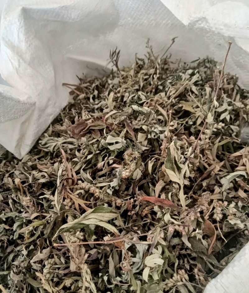 伏牛山小叶艾，纯叶，可根据需求做规格，根苗，种子也有。