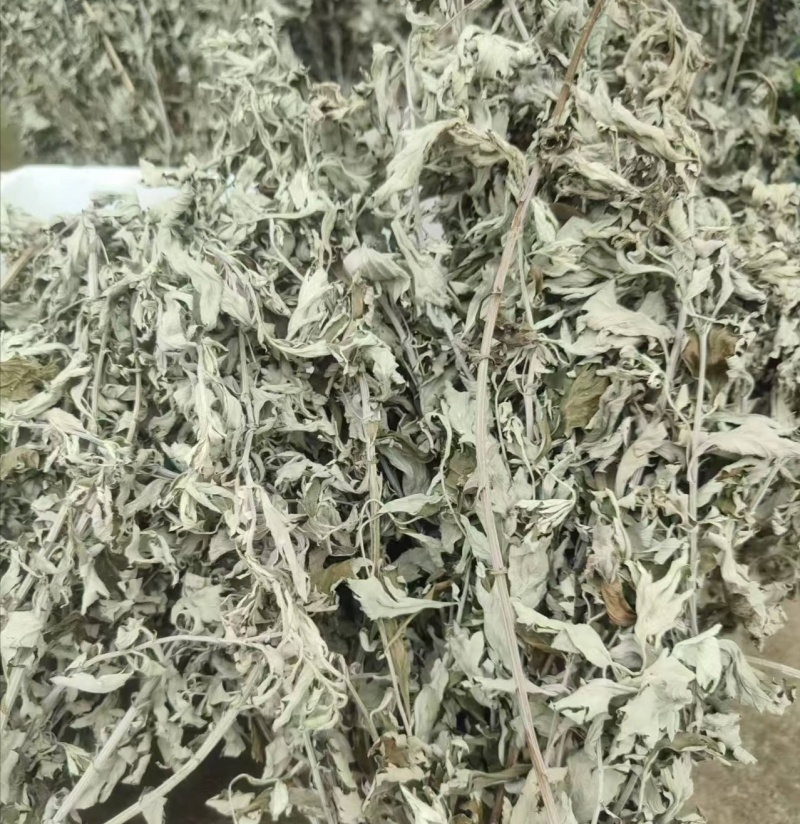 伏牛山小叶艾，纯叶，可根据需求做规格，根苗，种子也有。