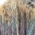 金丝草1公斤猫毛草,肥马草,枪草笔子草、猫尾草金丝茅
