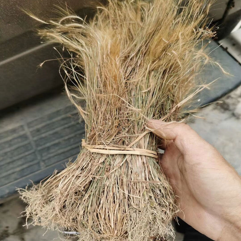 金丝草1公斤猫毛草,肥马草,枪草笔子草、猫尾草金丝茅