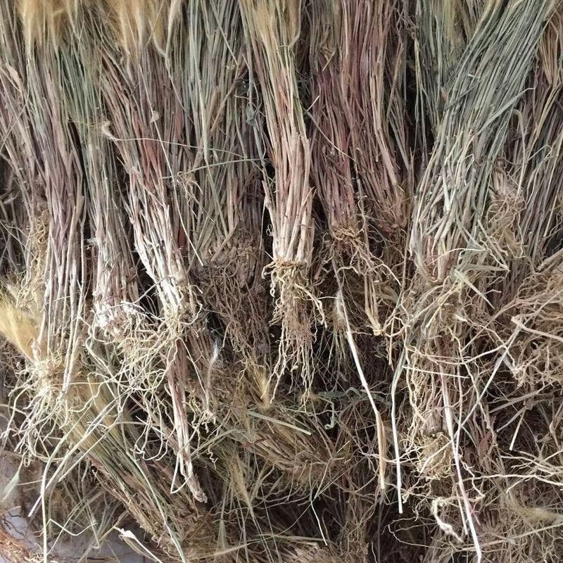 金丝草1公斤猫毛草,肥马草,枪草笔子草、猫尾草金丝茅