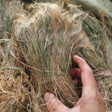 金丝草1公斤猫毛草,肥马草,枪草笔子草、猫尾草金丝茅