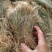 金丝草1公斤猫毛草,肥马草,枪草笔子草、猫尾草金丝茅
