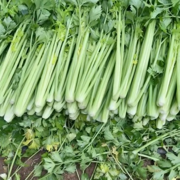 济南市商河县白桥镇蔬菜大棚种植基地