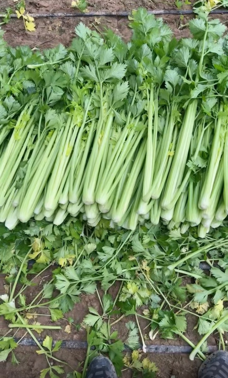 济南市商河县白桥镇蔬菜大棚种植基地