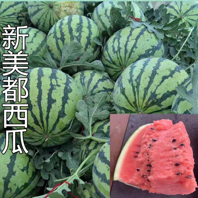 西瓜/美都西瓜/沙瓤西瓜/全国代办/供应电商市场