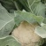 松花菜青花8000急出