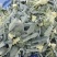 松花菜青花8000急出