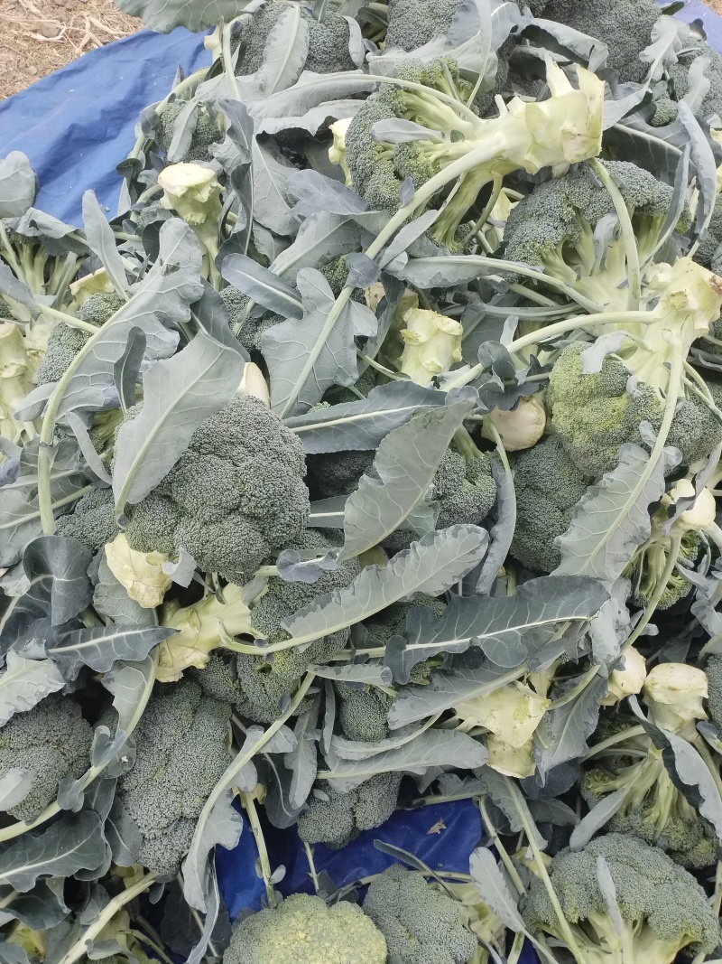 松花菜青花8000急出