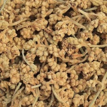 枇杷花1公斤散装新鲜白琵琶花蕾农家自晒优质枇杷花干煲汤料