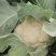 松花菜青花8000急出