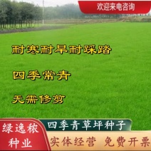 草坪种子四季青庭院耐旱耐踩黑麦草狗牙根草子种护坡绿化种子