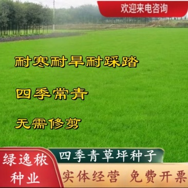 草坪种子四季青庭院耐旱耐踩黑麦草狗牙根草子种护坡绿化种子