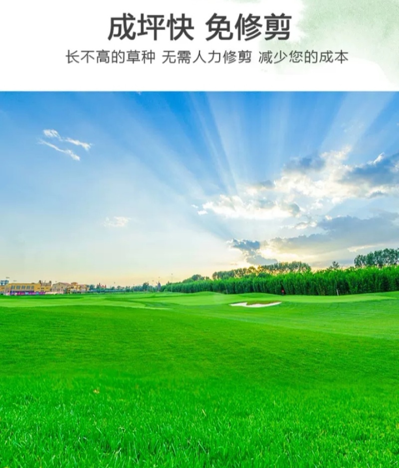 草坪种子四季青庭院耐旱耐踩黑麦草狗牙根草子种护坡绿化种子