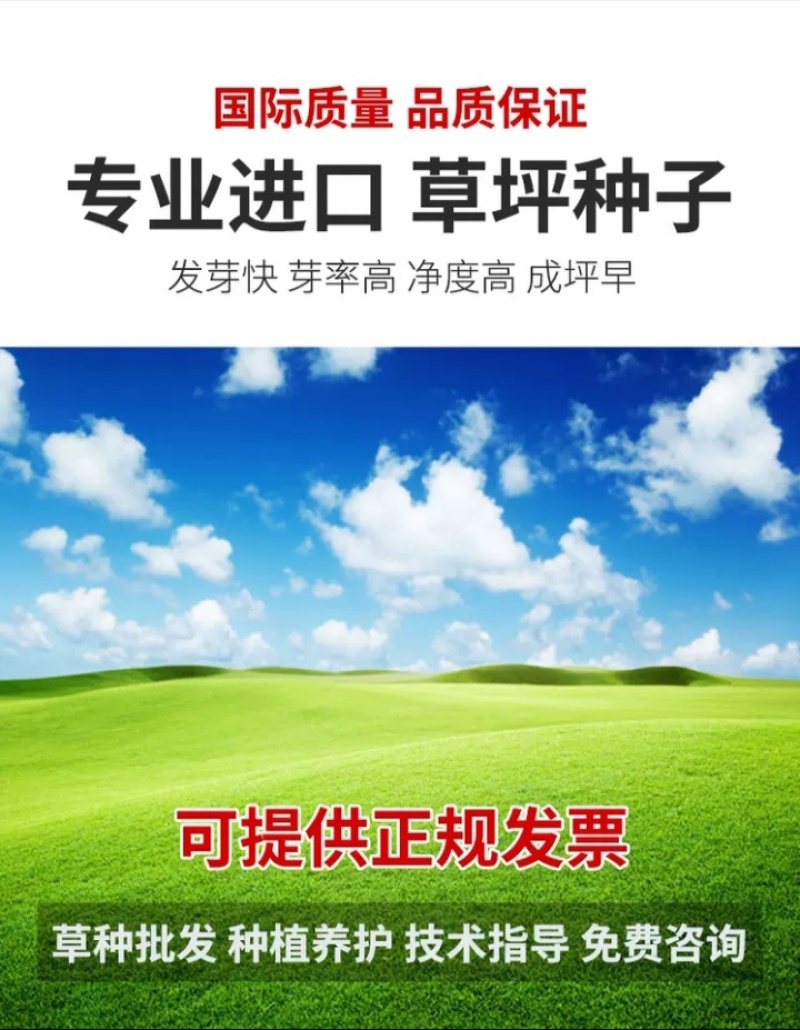草坪种子四季青庭院耐旱耐踩黑麦草狗牙根草子种护坡绿化种子