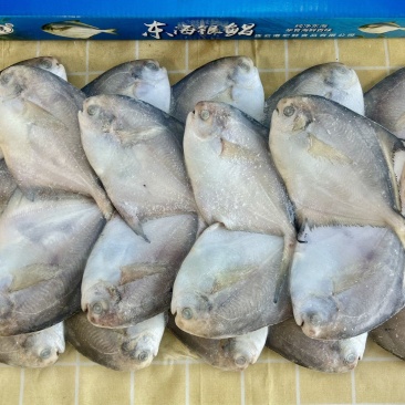 鲳鱼