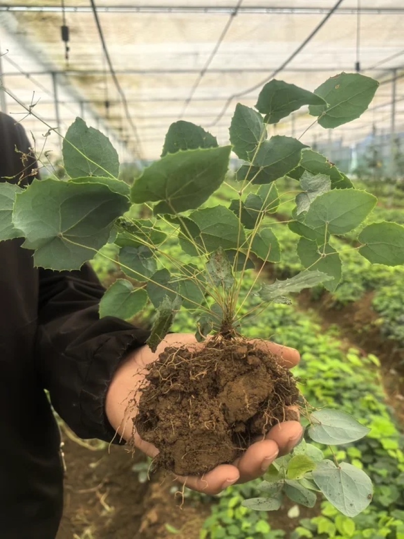 高含量高萌发柔毛淫羊藿多芽头，