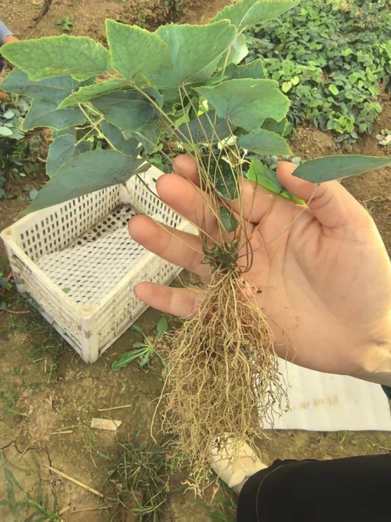 高含量高萌发柔毛淫羊藿多芽头，