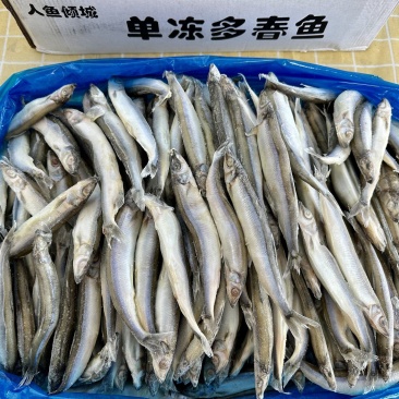 多春鱼